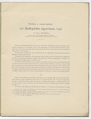 Notizie e osservazioni sul Bathophilus nigerrimus, Giglioli.