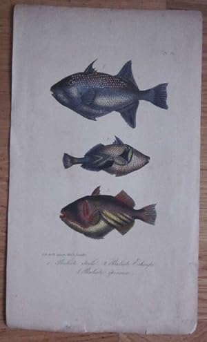 Imagen del vendedor de Original altkolorierte Lithographie. Baliste etoile. Baliste Echarpe. Baliste ephineux. (Drckerfisch). Blattgre 25,5 x 15 cm. a la venta por Antiquariat am St. Vith