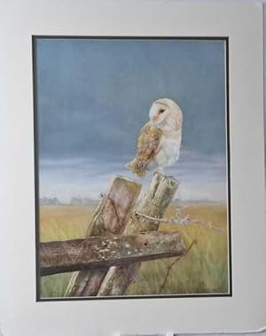 Barn Owl Lithograph Print
