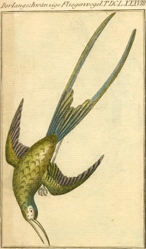 Immagine del venditore per Der langschwnzige Fliegenvogel. T. DCLXXXVIII. venduto da Antiquariat Weinek