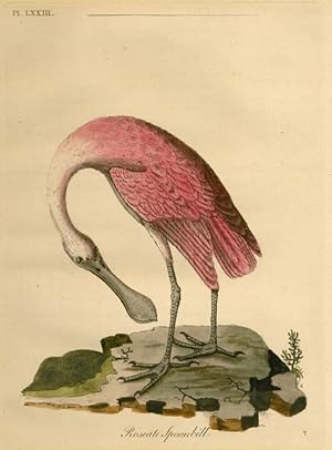 Seller image for Roseale Spoonbill. Pl. LXXIII. [Rosaroter Lffelreiher]. for sale by Antiquariat Weinek