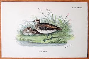 Antique Steel Engraving. Jack Snipe.