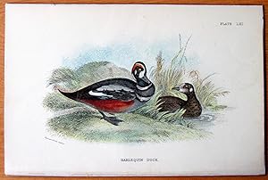 Image du vendeur pour Antique Steel Engraving. Harlequin Duck. mis en vente par Ken Jackson