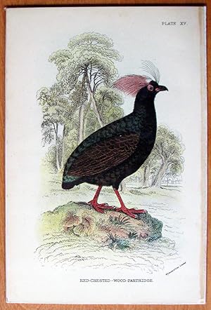 Image du vendeur pour Antique Steel Engraving. Red Crested Wood Partridge. mis en vente par Ken Jackson