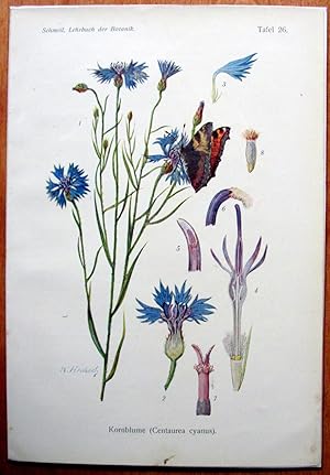 Antique Chromolithograph. Botanical. Centaurea Cyanus. (Cornflower, Bachelor's Button).