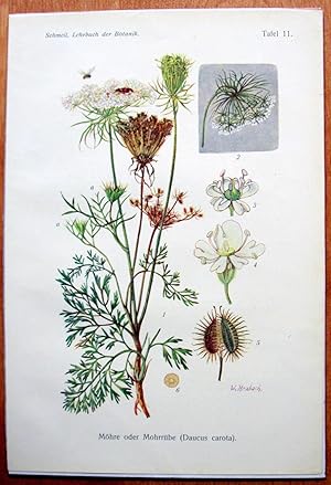 Antique Chromolithograph. Botanical. Daucus Carota. (Wild Carrot).