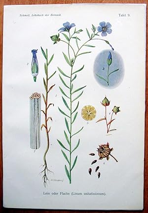 Antique Chromolithograph. Botanical. Linum Usitatissimum. (Flax).