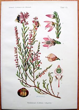 Antique Chromolithograph. Botanical. Calluna Vulgaris. (Erica).