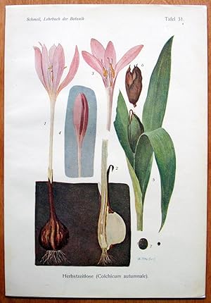Antique Chromolithograph. Botanical. Colchicum Autumnale. (Autumn Crocus or Naked Lady).
