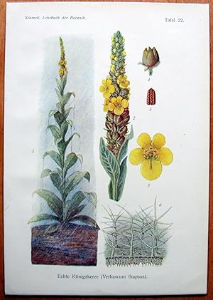 Antique Chromolithograph. Botanical. Verbascum Thapsus. (Common Mullein).