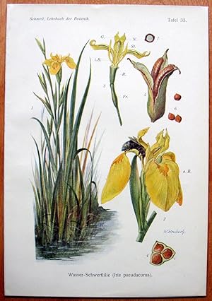 Antique Chromolithograph. Botanical. Iris Pseudacorus. (Iris).