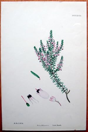 Antique Botanical Print. Irish Heath.