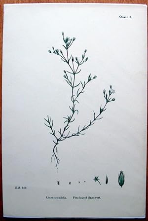 Seller image for Antique Botanical Print. Fine Leaved Sandwort. for sale by Ken Jackson