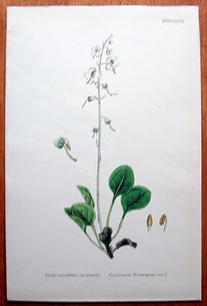 Antique Botanical Print. Round Leved Wintergreen.
