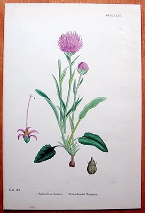 Antique Botanical Print. Round Headed Rampion.