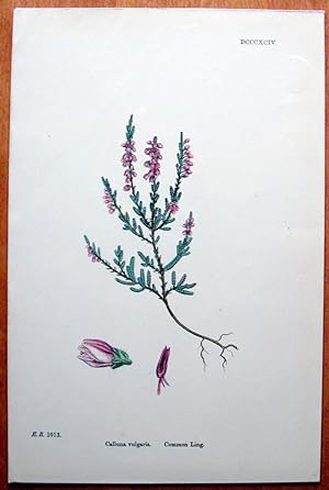 Antique Botanical Print. Common Ling.