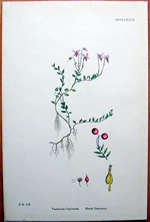 Seller image for Antique Botanical Print. Marsh Cranberry. for sale by Ken Jackson
