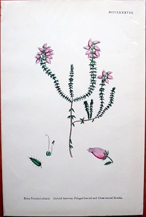 Seller image for Antique Botanical Print. Hybrid Between Fringed Leaved and Cross Leaved Heaths. for sale by Ken Jackson