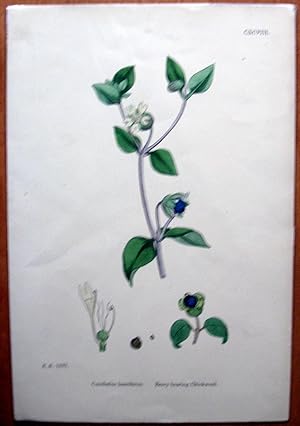 Seller image for Antique Botanical Print. Berry Bearing Chickweed. for sale by Ken Jackson