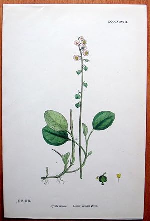 Seller image for Antique Botanical Print. Lesser Wintergreen. for sale by Ken Jackson