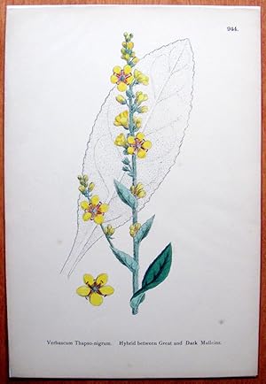 Seller image for Antique Botanical Print. Hybrid Between Great and Dark Milleins. for sale by Ken Jackson