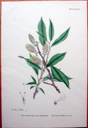 Seller image for Antique Botanical Print. Tea Leaved Sallow. for sale by Ken Jackson