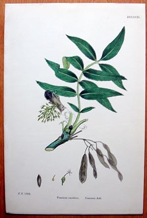 Seller image for Antique Botanical Print. Common Ash. for sale by Ken Jackson
