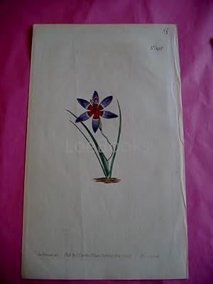 ORIGINAL HAND-COLOURED COPPER ENGRAVING - Ixia rochensis FROM CURTIS'S BOTANICAL MAGAZINE - Plate...