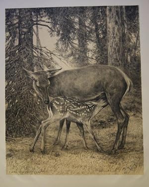 Reh mit Kitz. getönte Orig.-Lithographie. 61,5 x 50 cm. um 1905. In der Platte signiert.