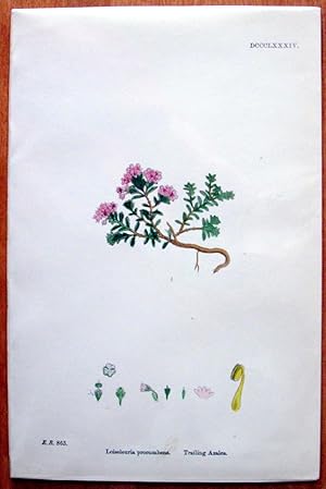 Antique Botanical Print. Trailing Azalea.