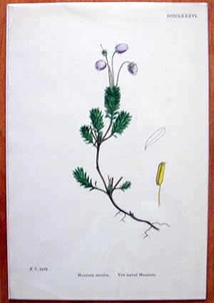 Seller image for Antique Botanical Print. Yew Leaved Menziesia. for sale by Ken Jackson