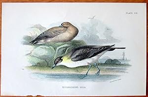 Antique Bird Print. Richardson's Skua.