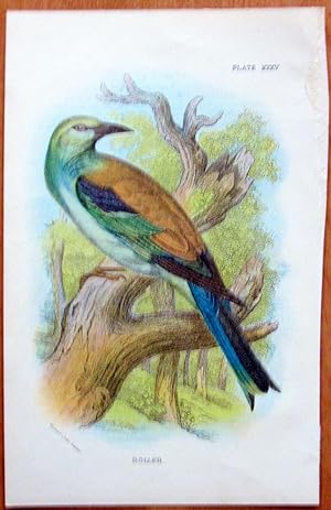 Antique Bird Print. Roller.