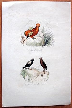 Antique Bird Print. Le Coq de Roche and Le Oye, Le Roi des Fourmilliers.