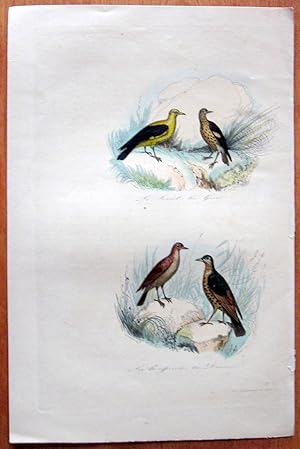 Image du vendeur pour Antique Bird Print. mis en vente par Ken Jackson