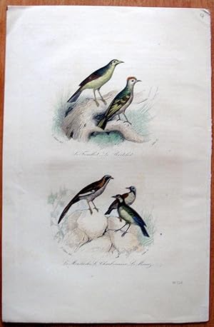 Image du vendeur pour Antique Bird Print. Fouilloot, Roitrlet Etc. mis en vente par Ken Jackson