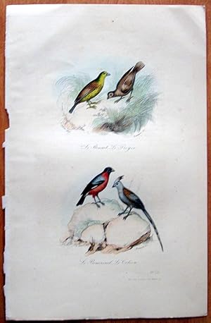 Antique Bird Print. le Bruant, Poyer, Bouvreuil, and Coliou.