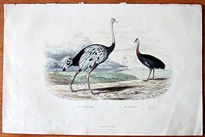 Image du vendeur pour Antique Bird Print. le Casoar, L'autruche. mis en vente par Ken Jackson
