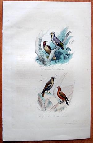 Antique Bird Print. le Jaseur, Martin, Gros-bec, Bec-crooise.