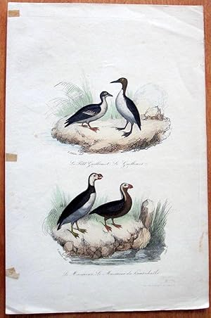 Antique Bird Print. Petite Guillemot Etc