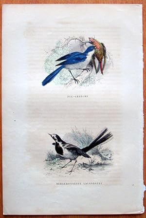 Antique Bird Print. Pie Grieche, Bergeronnette Lavandiere.