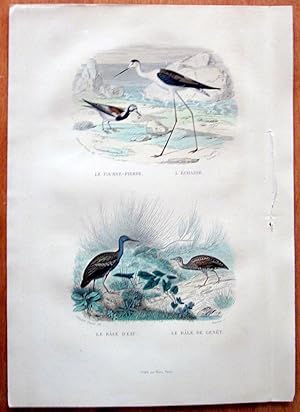 Image du vendeur pour Antique Bird Print. Tourne Pierre, Echasse, Rale D'eau, Rale De Genet. mis en vente par Ken Jackson