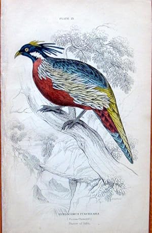 Seller image for Antique Steel Engraving.Birds- Pucras Pheasant. for sale by Ken Jackson