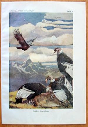 Antique Chromolithograph. Birds- Condors.
