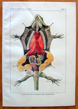 Antique Chromolithograph. Internal Organs of a Fence Lizard.