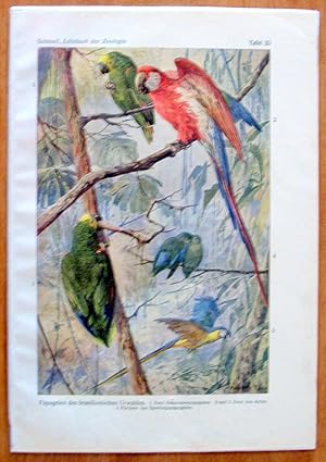 Antique Chromolithograph. Parrots.