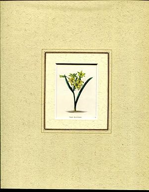 Image du vendeur pour Mounted hand coloured print 'Gagea fascicularis' from 'The Botanic Garden' mis en vente par Pendleburys - the bookshop in the hills