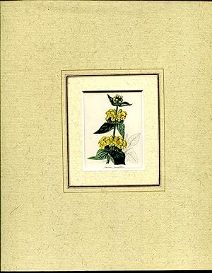 Image du vendeur pour Mounted hand coloured print 'Phlomis Iunarifolia' from 'The Botanic Garden' mis en vente par Pendleburys - the bookshop in the hills