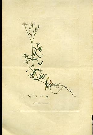 Cerastium Arvense, Corn Cerastium or Mouse-Ear Chickweed [from Flora Londinensis, 1789-1798]