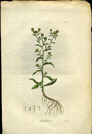 Inula Pulicaria. Small Fleabane [from Flora Londinensis, 1789-1798]